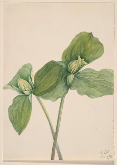 Trillium gąsienicowe (Trillium sessile) autorstwa Mary Vaux Walcott