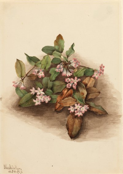Ciągnący Arbutus Epigaea repens, 1917. autorstwa Mary Vaux Walcott