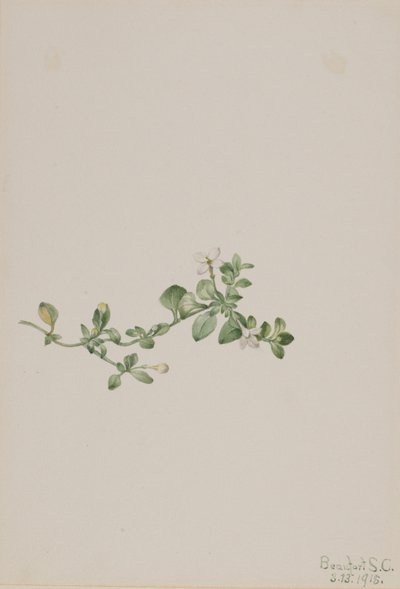 Houstonia zwisająca (Houstonia procumbens) autorstwa Mary Vaux Walcott