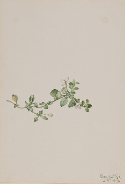 Końcowa Houstonia Houstonia procumbens, 1918. autorstwa Mary Vaux Walcott