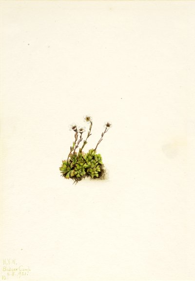 Czernica Saxifrage Saxifraga caespitosa, 1921. autorstwa Mary Vaux Walcott