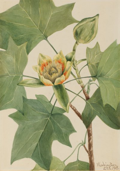 Tulipanowiec Liriodendron tulipifera, 1918. autorstwa Mary Vaux Walcott