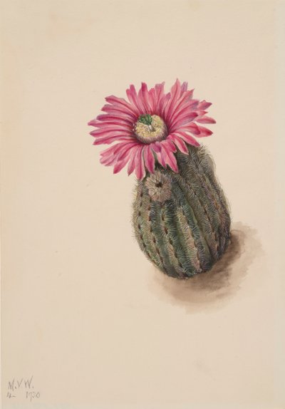 Kaktus Turecki Echinocereus perbellus, 1930. autorstwa Mary Vaux Walcott