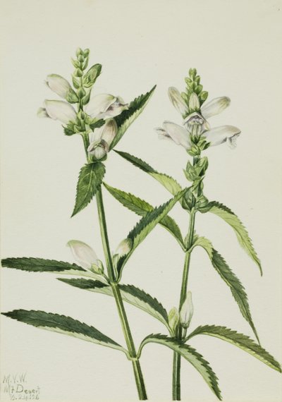 Turtlehead (Chelone glabra) autorstwa Mary Vaux Walcott