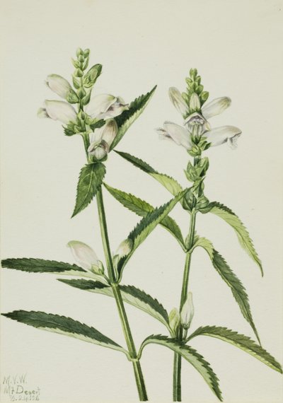 Turtlehead Chelone glabra, 1926. autorstwa Mary Vaux Walcott