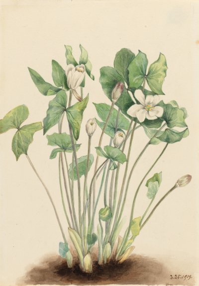 Twinleaf (Jeffersonia diphylla) autorstwa Mary Vaux Walcott