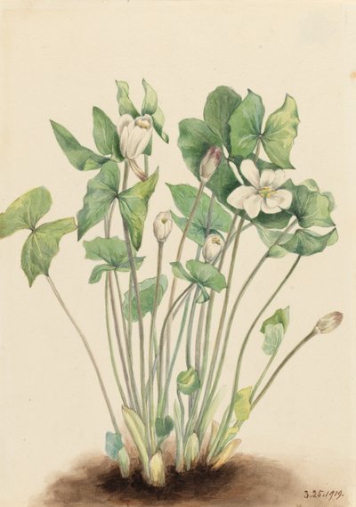 Twinleaf Jeffersonia diphylla, 1919. autorstwa Mary Vaux Walcott