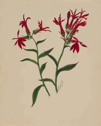 Bez tytułu — Studium kwiatowe, 1876. autorstwa Mary Vaux Walcott