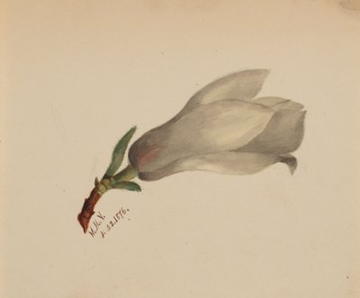 Bez tytułu — Studium kwiatowe, 1876. autorstwa Mary Vaux Walcott