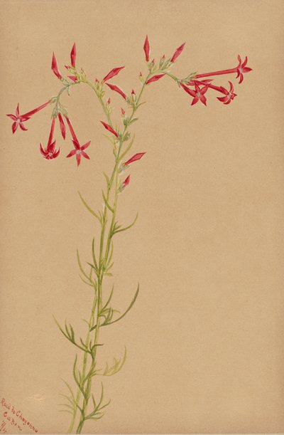 Bez tytułu — Studium kwiatowe, 1883. autorstwa Mary Vaux Walcott