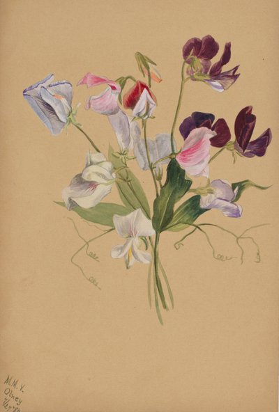 Bez tytułu - Studium kwiatowe, 1886. autorstwa Mary Vaux Walcott