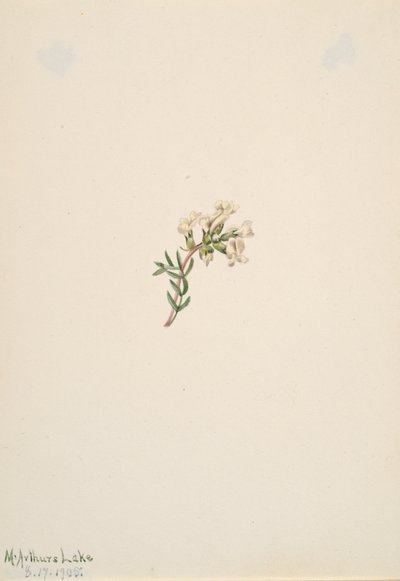 Bez tytułu — Studium kwiatowe, 1905. autorstwa Mary Vaux Walcott
