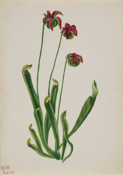 Bez tytułu — studium kwiatów, 1940. autorstwa Mary Vaux Walcott