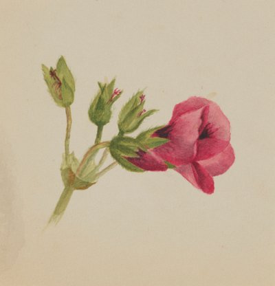 Bez tytułu — Studium kwiatowe, ca. 1876. autorstwa Mary Vaux Walcott