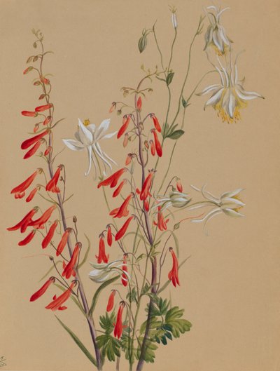 Bez tytułu — Studium kwiatowe, ca. 1883-1900. autorstwa Mary Vaux Walcott