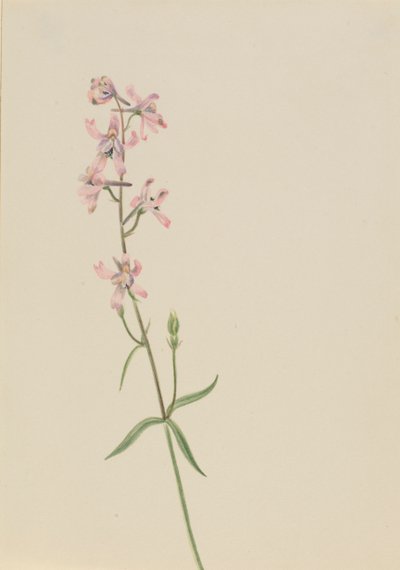 Bez tytułu — Studium kwiatowe, ca. 1900-1930. autorstwa Mary Vaux Walcott
