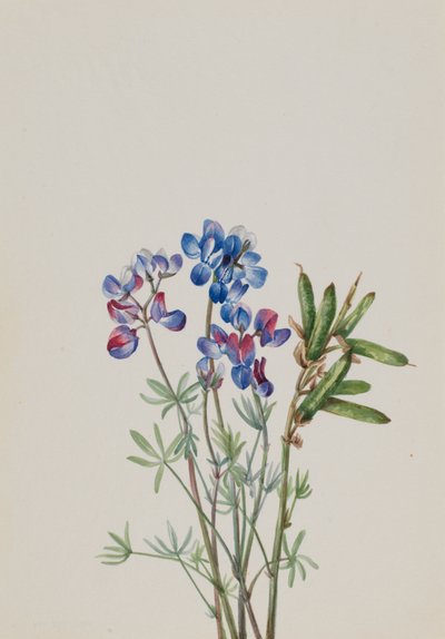 Bez tytułu — Studium kwiatowe, ca. 1900-1930. autorstwa Mary Vaux Walcott