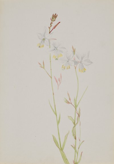 Bez tytułu — Studium kwiatów, b.d. autorstwa Mary Vaux Walcott
