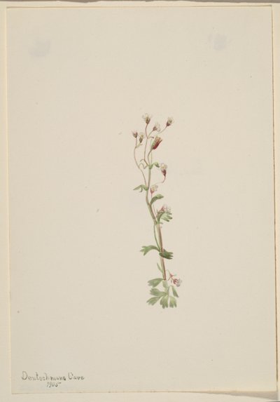 Bez tytułu - Studium rośliny autorstwa Mary Vaux Walcott