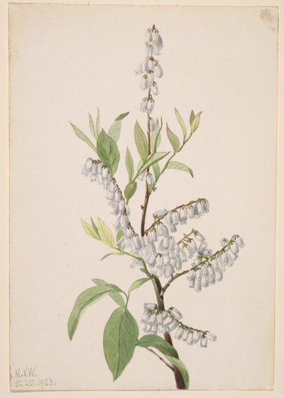 Bez tytułu - Studium rośliny autorstwa Mary Vaux Walcott