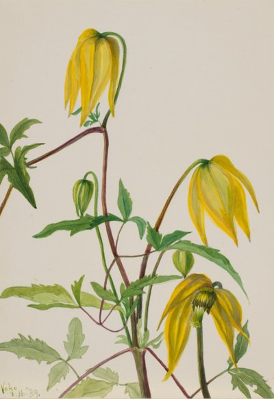 Bez tytułu - Studium rośliny autorstwa Mary Vaux Walcott