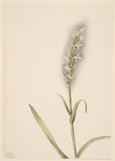 Bez tytułu - Studium rośliny autorstwa Mary Vaux Walcott