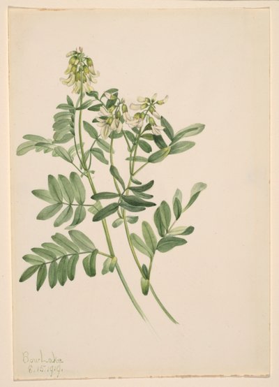 Bez tytułu - Studium rośliny autorstwa Mary Vaux Walcott