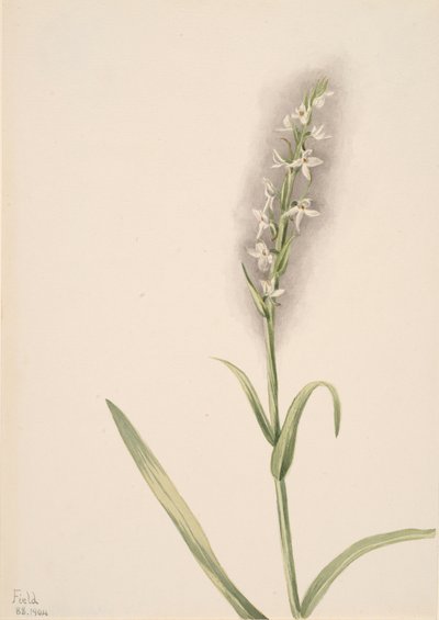 Bez tytułu — studium roślin, 1904. autorstwa Mary Vaux Walcott