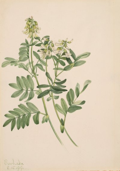 Bez tytułu — studium roślin, 1919. autorstwa Mary Vaux Walcott