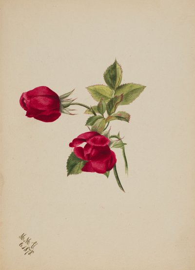 Bez tytułu – Róża, 1878. autorstwa Mary Vaux Walcott