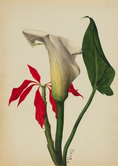 Bez tytułu (Calla Lily) autorstwa Mary Vaux Walcott