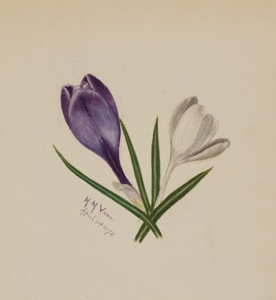 Bez tytułu (Krokusy) autorstwa Mary Vaux Walcott