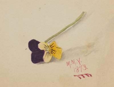 Bez tytułu (Pansy) autorstwa Mary Vaux Walcott