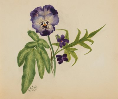 Bez tytułu (Pansy) autorstwa Mary Vaux Walcott