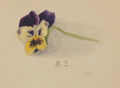 Bez tytułu (Pansy) autorstwa Mary Vaux Walcott