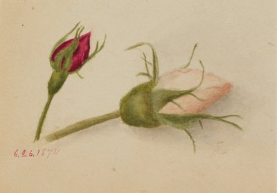 Bez tytułu (Rosebuds) autorstwa Mary Vaux Walcott