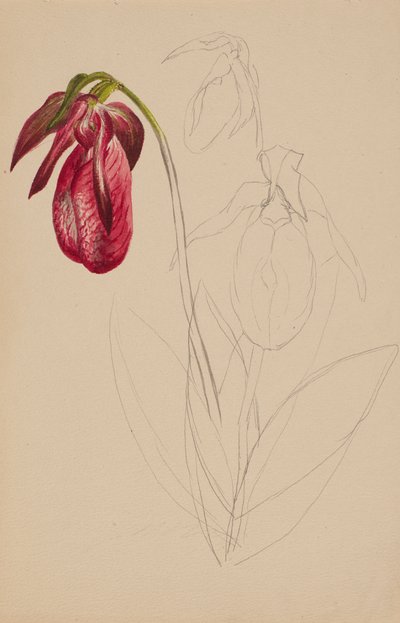 Bez tytułu (Niedokończony szkic) autorstwa Mary Vaux Walcott