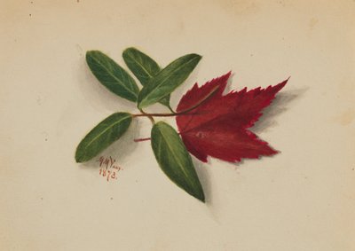 Bez tytułu autorstwa Mary Vaux Walcott