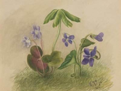 Bez tytułu autorstwa Mary Vaux Walcott