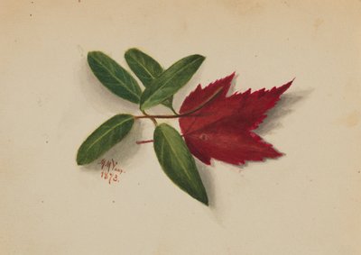 Bez tytułu, 1873. autorstwa Mary Vaux Walcott