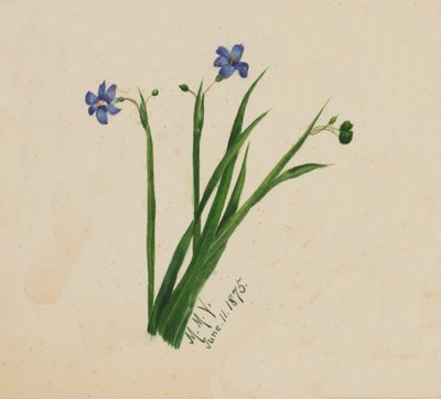 Bez tytułu, 1875. autorstwa Mary Vaux Walcott