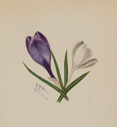 Krokusy bez tytułu, 1874. autorstwa Mary Vaux Walcott