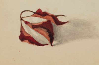 Bez tytułu Zwinięte Jesienne Liście, 1872. autorstwa Mary Vaux Walcott