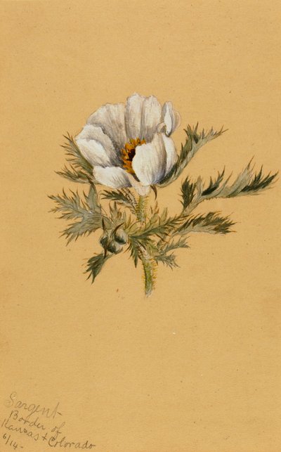 Studium kwiatowe bez tytułu, 1883. autorstwa Mary Vaux Walcott