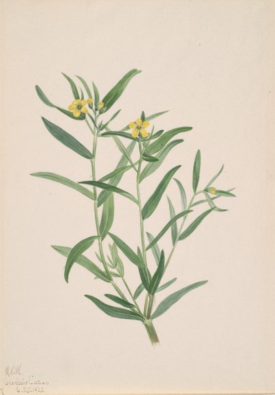 Studium kwiatowe bez tytułu, 1923. autorstwa Mary Vaux Walcott
