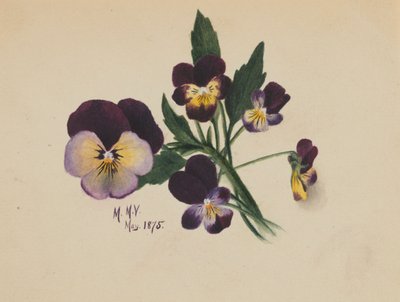 Bratki bez tytułu, 1875. autorstwa Mary Vaux Walcott