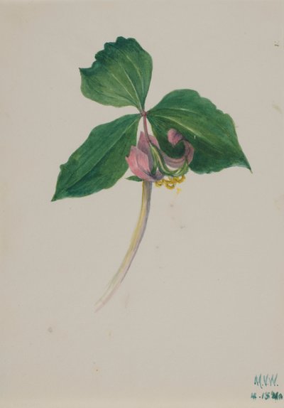 Bez tytułu, ca. 1920. autorstwa Mary Vaux Walcott
