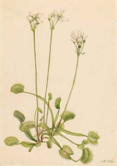Muchołówka Wenus Dionaea muscipula, 1918. autorstwa Mary Vaux Walcott