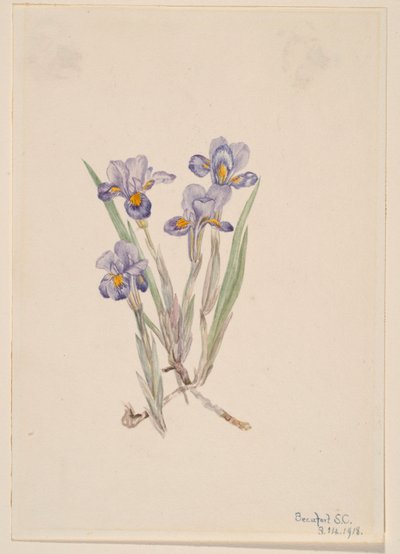 Irys wiosenny (Iris verna) autorstwa Mary Vaux Walcott