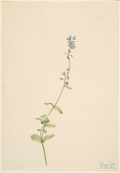 Veronica serpyllifolia autorstwa Mary Vaux Walcott